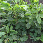 Project�: Food support through a project of agriculture



 