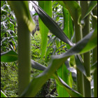 Project�: Food support through a project of agriculture



 