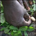Project�: Food support through a project of agriculture



 