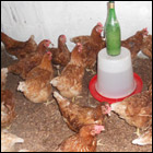 Project: Agriculture