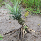 Projet&nbsp;: Pisciculture