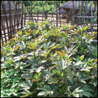 Project: Agriculture