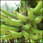 Projet&nbsp;:Agriculture et aviculture