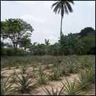 Projet&nbsp;:Agriculture et aviculture