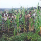 Project: Agriculture